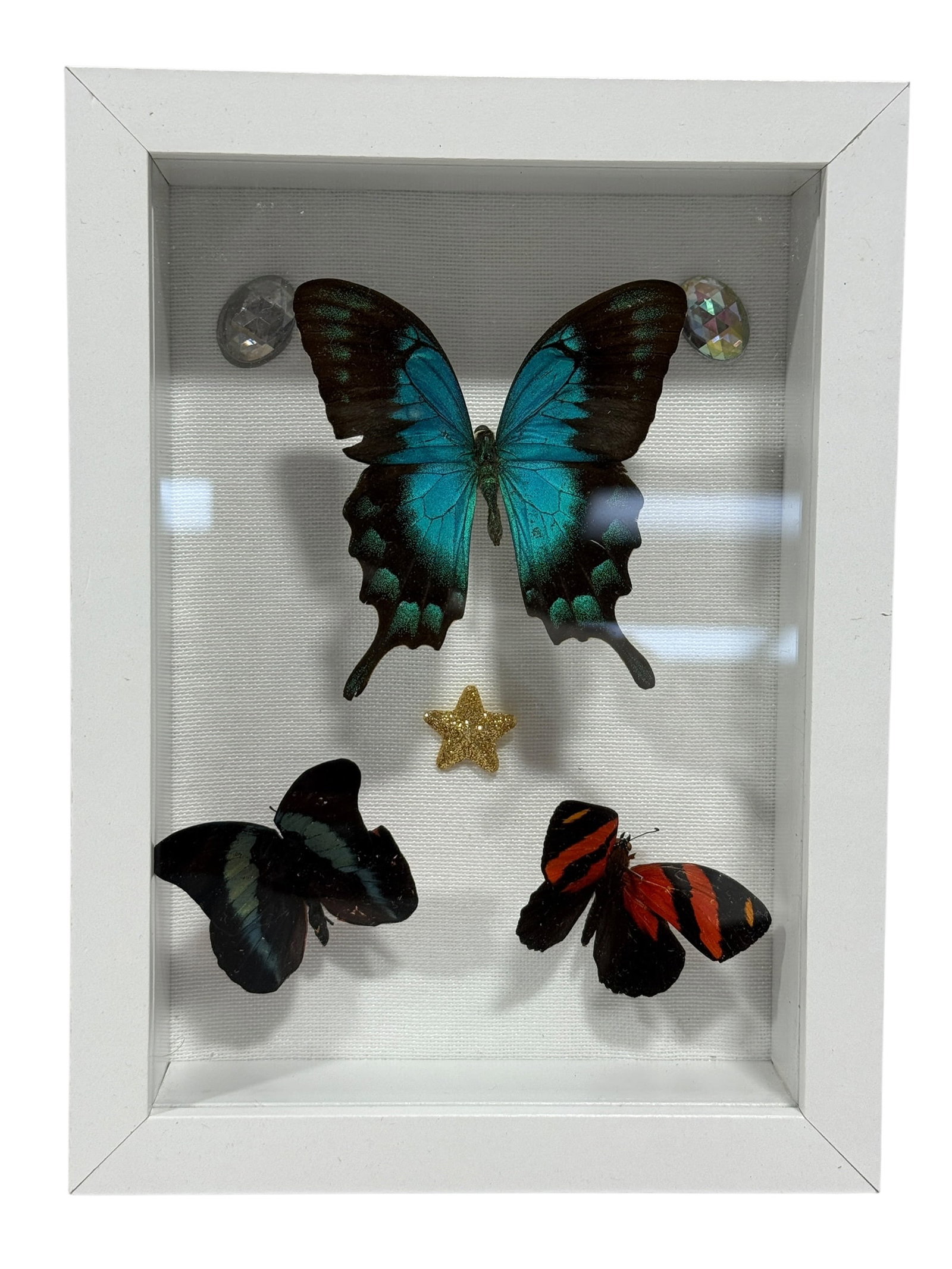 Framed Butterfly Specimen Shadow Box