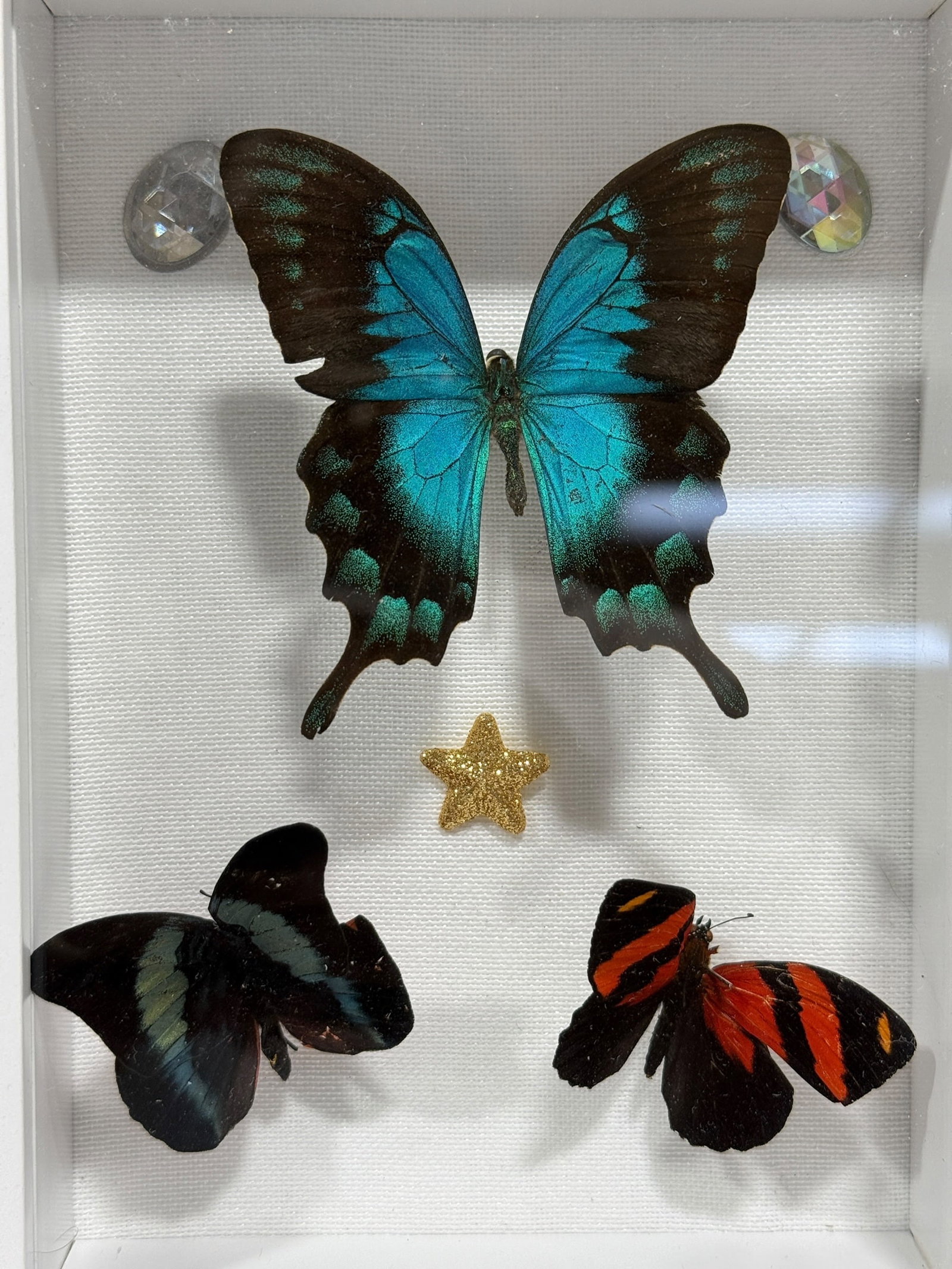 Framed Butterfly Specimen Shadow Box - 2