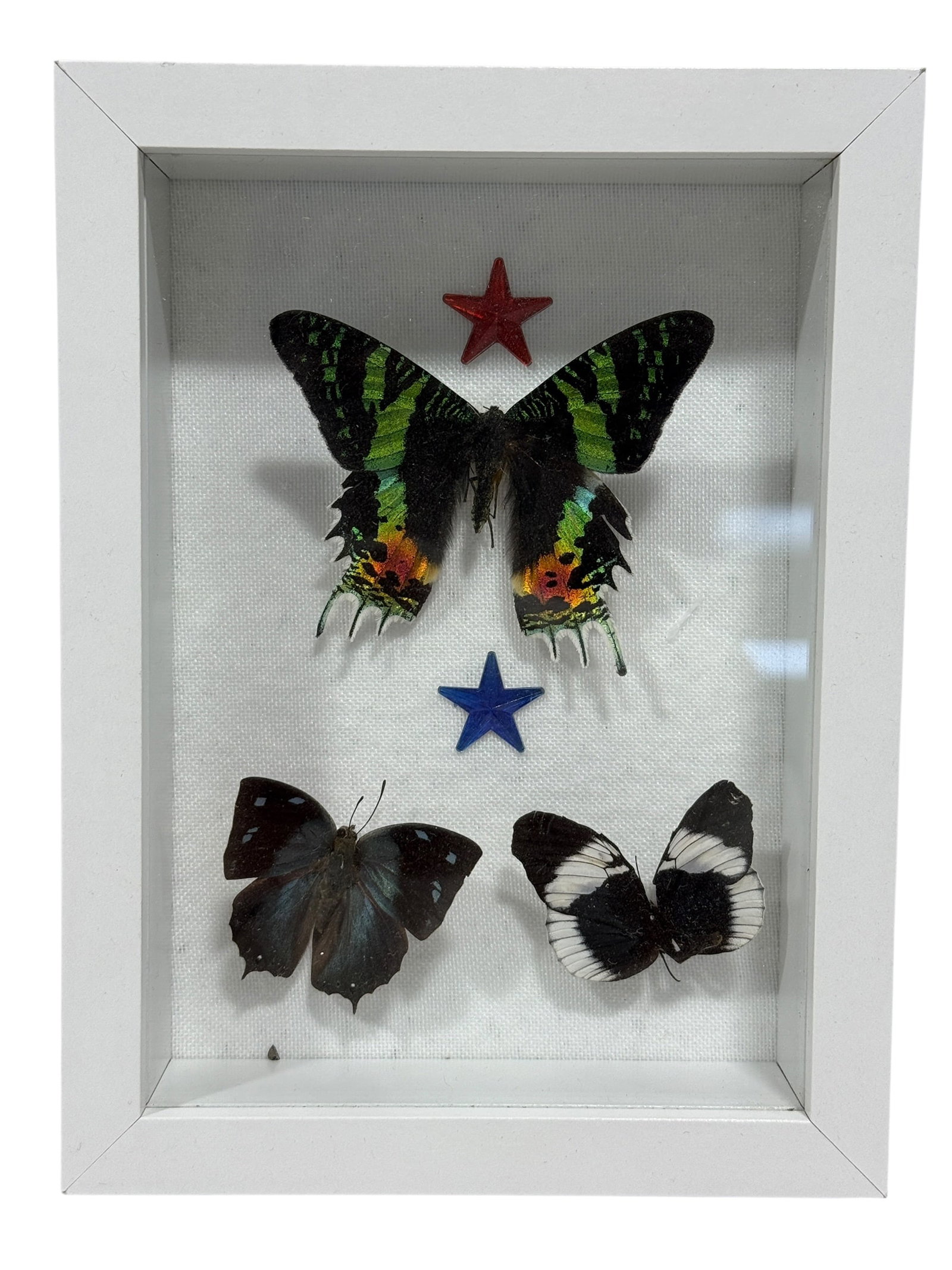 Framed Butterfly Specimen Shadow Box: Decorative entomological shadowbox featuring three mounted butterfly specimens, including a striking green, black, orange, and pink specimen at the top with two smaller butterflies below. all