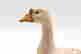 item-127794388=2