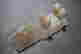 item-53819918=6