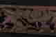 item-66365176=3