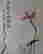 item-80843223=2