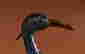 item-110674173=3