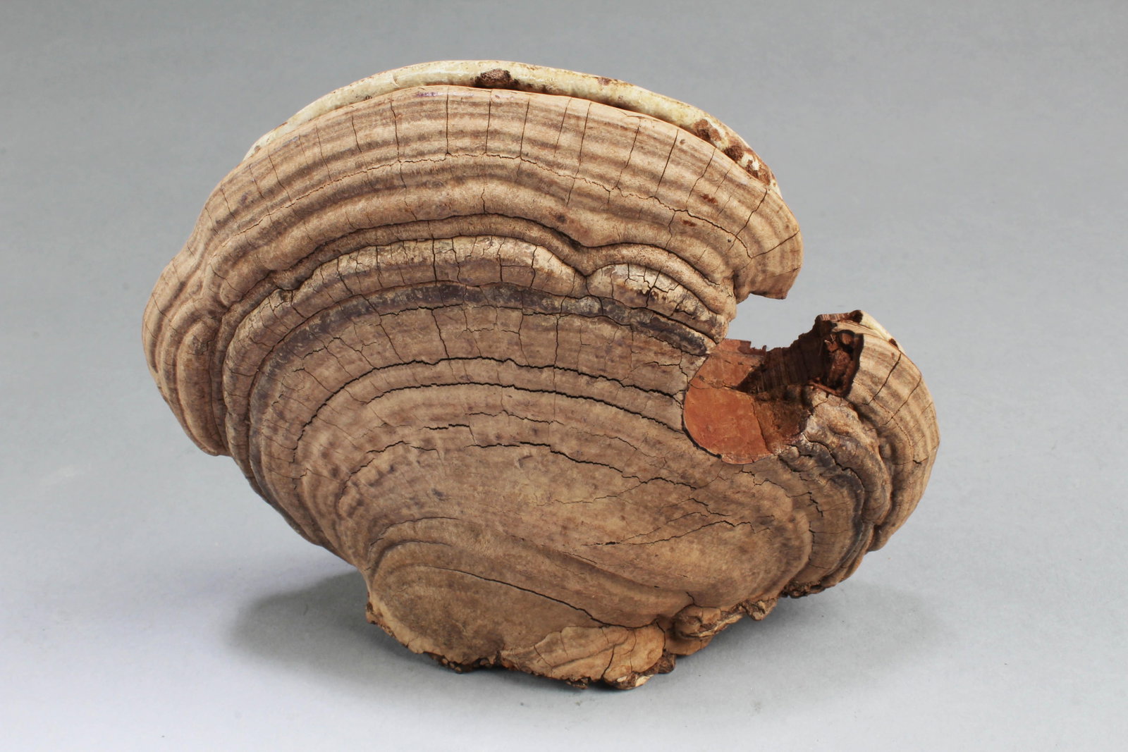A Natural LingZhi: A Natural LingZhi. Height: 6.15"