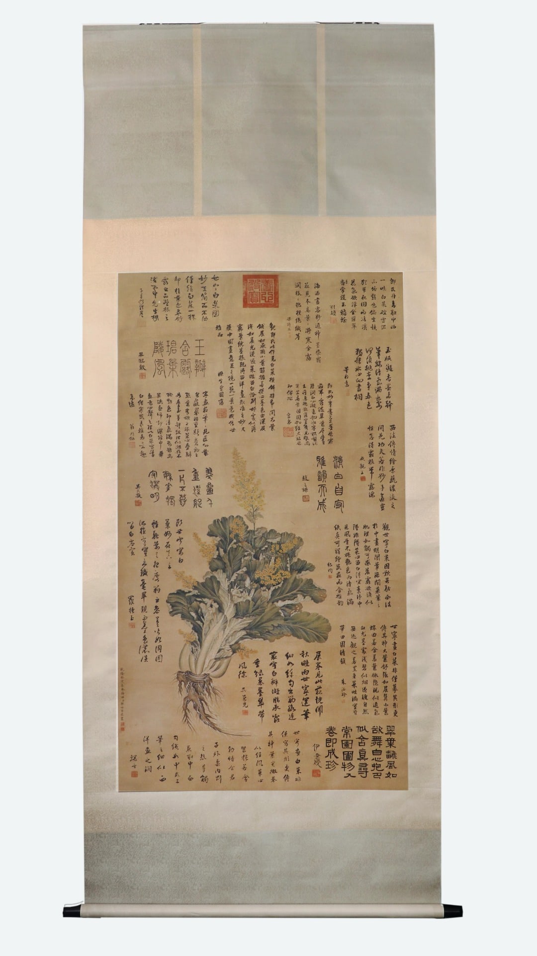 A VERTICAL SCROLL BY LANG SHINING (1688-1766) OF THE QING DYNASTY: A VERTICAL SCROLL BY LANG SHINING (1688-1766) OF THE QING DYNASTY. H:159cm(62.60in) W:86cm(33.86in)Vertical colored silk scroll of Chinese cabbage by Giuseppe Castiglione, realistic brushwork blending