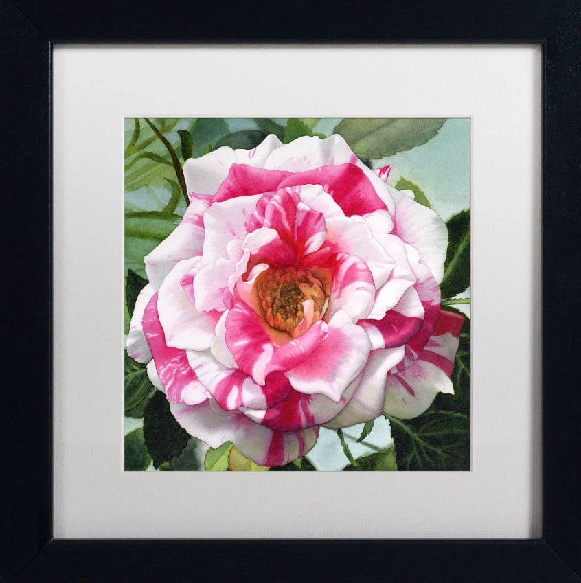 Donna Lesley #63 Candy Cane Rose. Limited Edition ink on paper hand signed by the estate.: Donna Lesley Limited Edition nk on paper hand signed by the estate. approx 30x20 inches Hand signed by the Estate and numbered. Includes certificate.