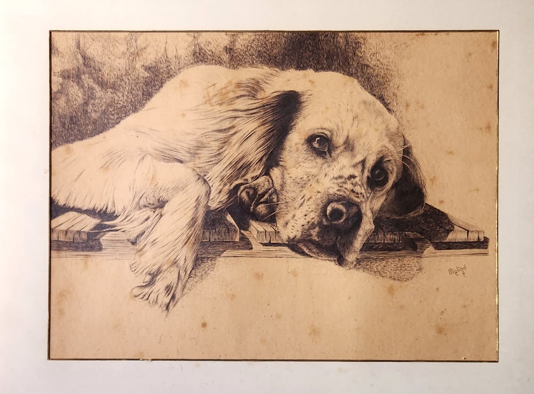 Il Migliori OLD INK DRAWING SETTER DOG SIGNED IL MIGLIORI. 1877: Il MiglioriOLD INK DRAWING SETTER DOG SIGNED IL MIGLIORI. 29 inX 23 in C. 1877.Old ink drawing setter dog signed Il Migliori. 29 in x 23 in c. 1877 large size, 75 cm (29 in) x 60 cm (23 in) minimal sl