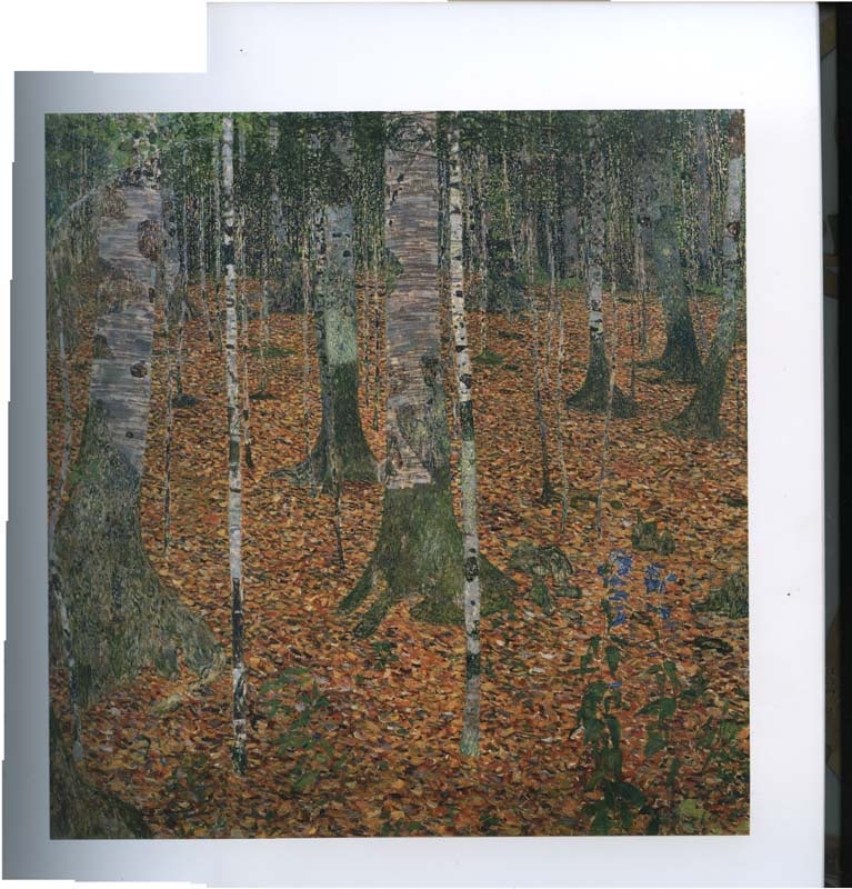 Birch Trees by Gustav Klimt on canvas Limited Edition after Klimt (1 of 1)