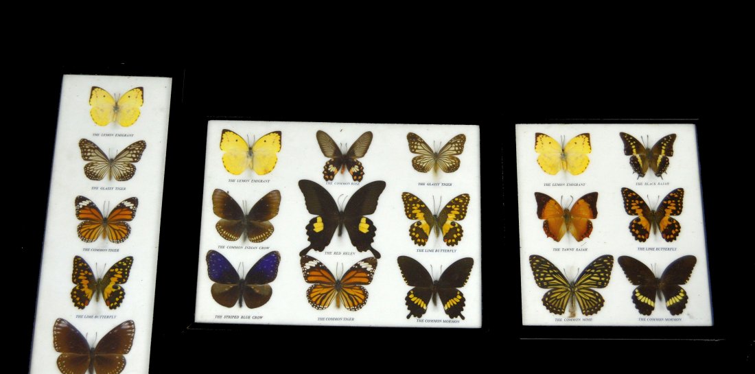 3 Frames of Vintage Butterflies (1 of 6)