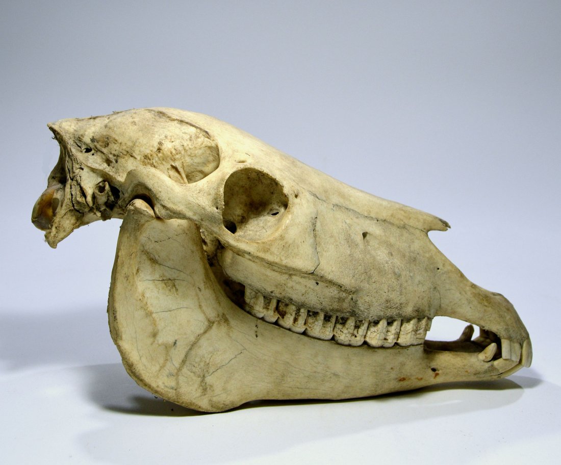 Complete Equestrian Skull Ex Museum Of Oddities (1 of 7)