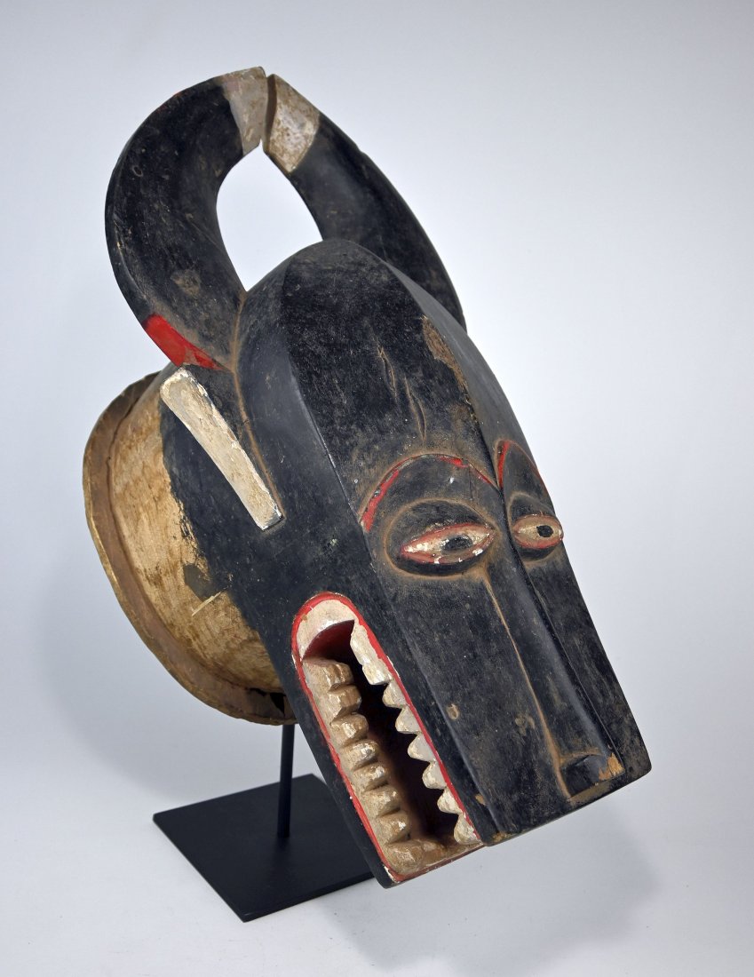 A Fine Baule Bo Mun Amuin Sacred Bush Cow Mask: A large carved wood and painted helmet style mask with tall horns and exposed teeth creating a dramatic presence. Considered sacred, the "Bo nun amuin" mask is danced to protect the village from outsi