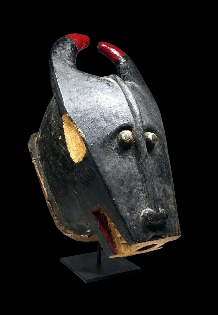 A Baule Bush cow Mask: A large carved wood and painted helmet style mask with tall horns and exposed teeth creating a dramatic presence. Considered sacred, the "Bo nun amuin" mask is danced to protect the village from outsi