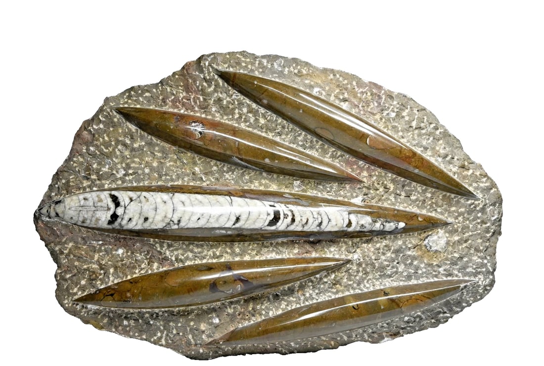 Ancient Orthoceras Fossil Panel (1 of 3)