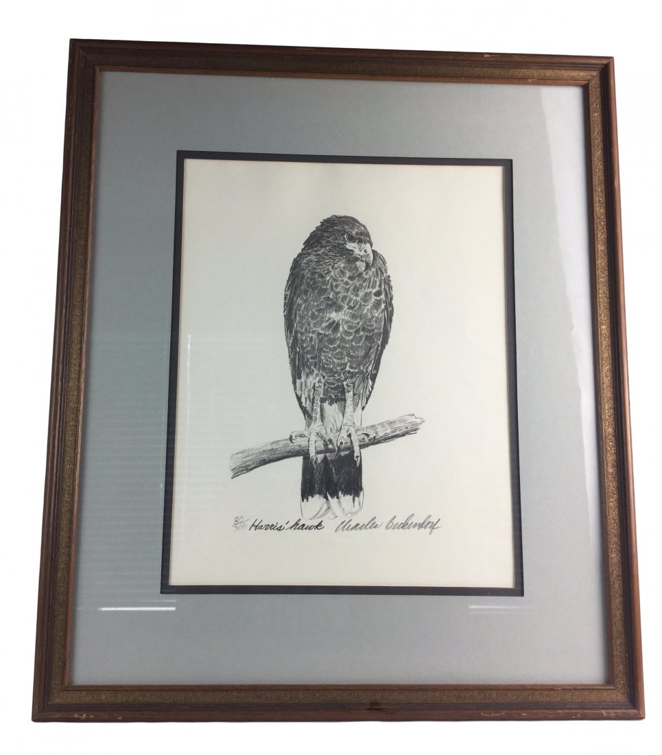 Charles Beckendorf ETCHING Harris Hawk 80/300 (1 of 2)