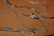 MIXED LOT 7 STERLING NECKLACES - 2