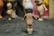ANTIQUE ALL BISQUE KEWPIE - 2