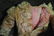 STUNNING FACTORY ORIGINAL DRESS FOR JUMEAU BEBE - 3