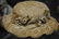FABULOUS ANTIQUE HAT FOR JUMEAU BEBE - 2