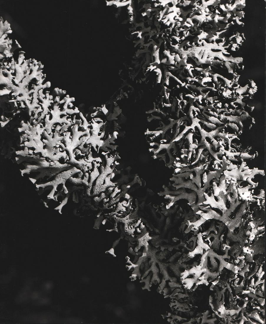 Robert Doisneau, Study of Moss, 1950s: Robert Doisneau, Study of Moss, 1950’s. 11 ½ x 9 ½ inch ferrotyped gelatin silver print, with Doisneau’s red stamp and negative number on the verso. This is a departure from Doisneau’s usual s