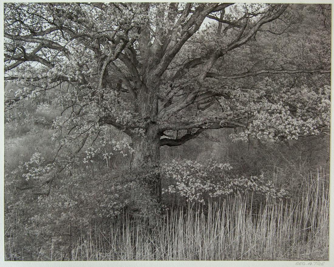 George Tice, “Oak Tree Holmdel New Jersey 1970, (1 of 5)
