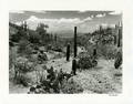 ALFRED EISENSTAEDT, &#8220;Saguaro National Monument near Tucson Arizona.&#8221; 1938,