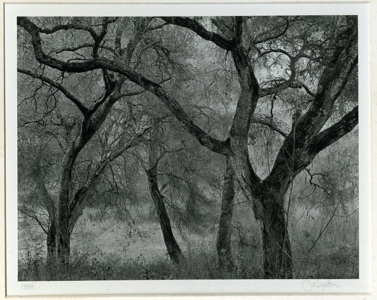 JOHN SEXTON. “Oaks at dusk, Carmel Valley California.”: JOHN SEXTON. “Oaks at dusk, Carmel Valley California.” 10 x 12 7/8 silver print, 1988, printed 2001. Dry mounted. Information on label on the mount verso. Excellent print.