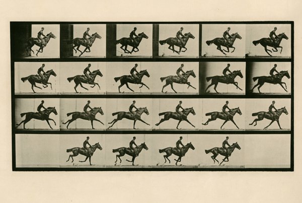 EADWEARD MUYBRIDGE, HORSE AND RIDER: EADWEARD MUYBRIDGE, HORSE AND RIDER. 7 x 14 - inch image on 18 x 23 - inch sheet, collotype, This is plate 625 of Animals in Motion, 1887. It is seminal image in the series, as it was the study of the