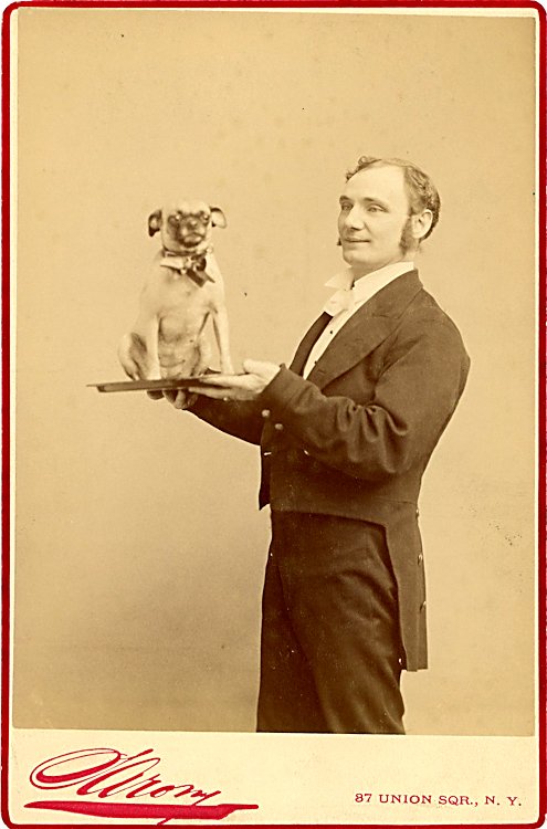 Dogs being carried. 2 cabinet cards: Dogs being carried. a) English actor Alfred Fisher carries a dog on a tray. By Sarony. [4-] b) An English woman holds a dog. The woman and dog both have an interesting expression. By D. C. Latham, Bux