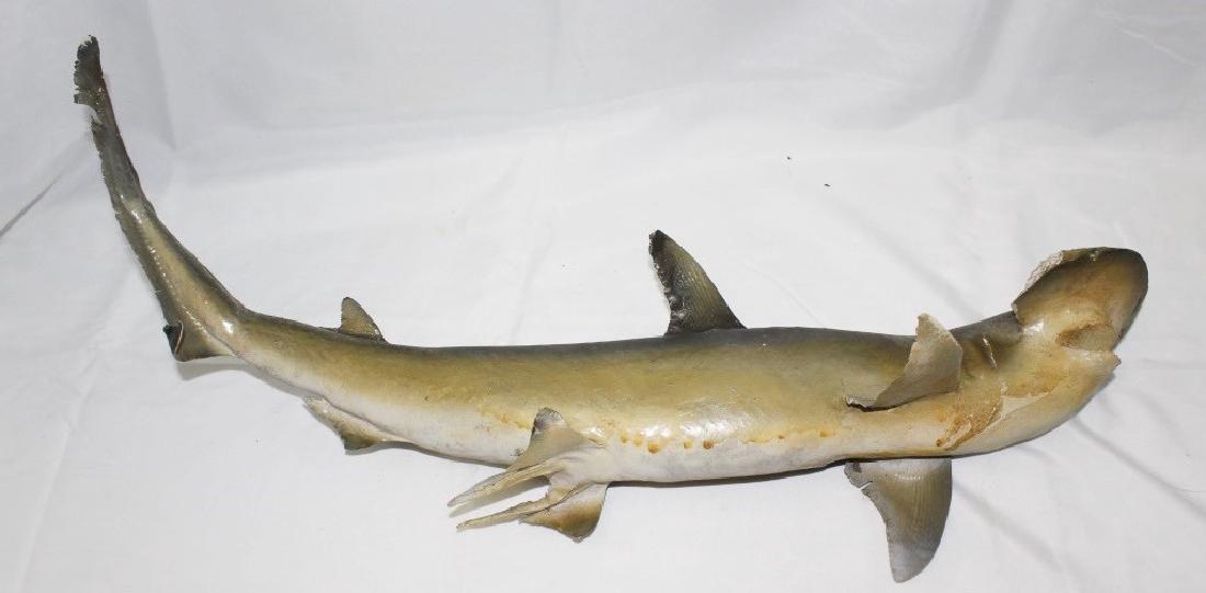 Hammerhead Shark Mount (1 of 1)