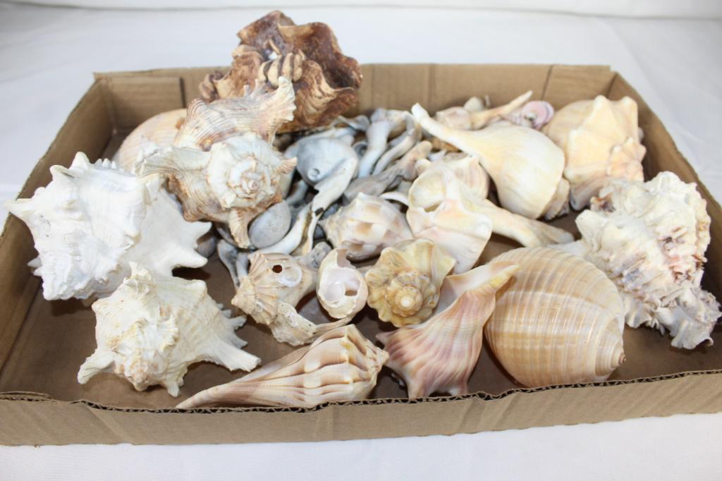Lot of Vintage Seashells: large lot of vintage seashells as pictured