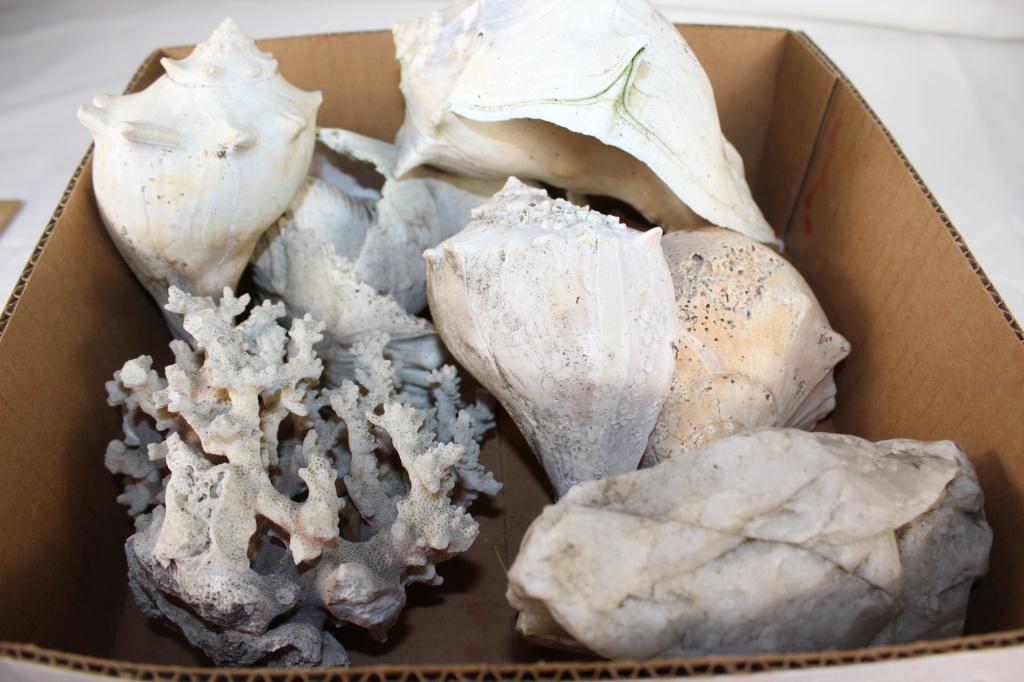Lot of large Seashells: vintage lot of large seashells as pictured