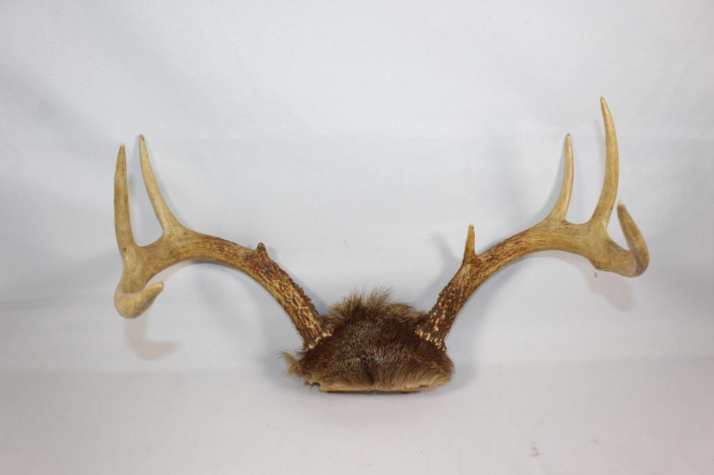 EIGHT POINT DEER ANTLERS: MEASURES APPROX. 9 BY 15 BY 10 INCHES. AS PICTURED