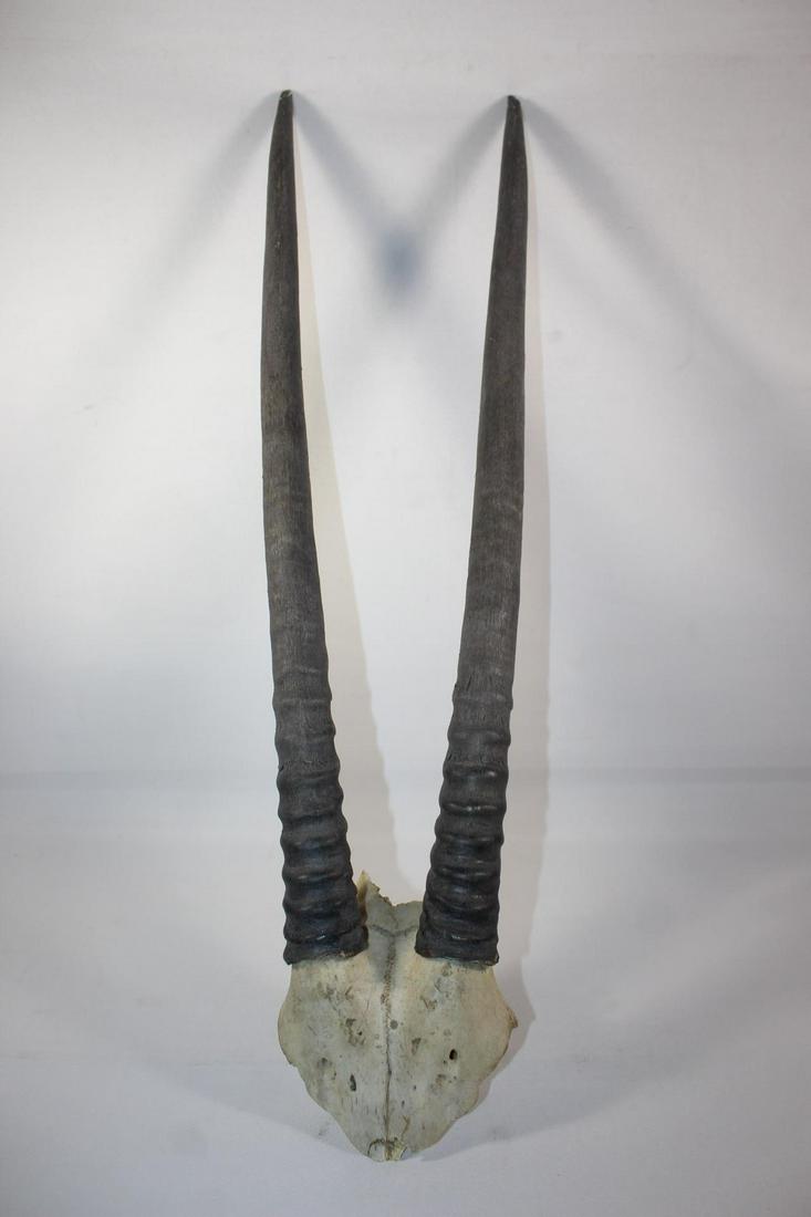 SOUTH AFRICAN ORYX GEMSBOK HORNS- NEEDS MOUNTED: STILL HAS NAILS/SCREWS IN SKULL PIECE. AS PICTURED