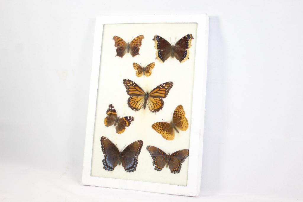 8 PINNED REAL BUTTERFLIES. IN DISPLAY CASE (1 of 4)