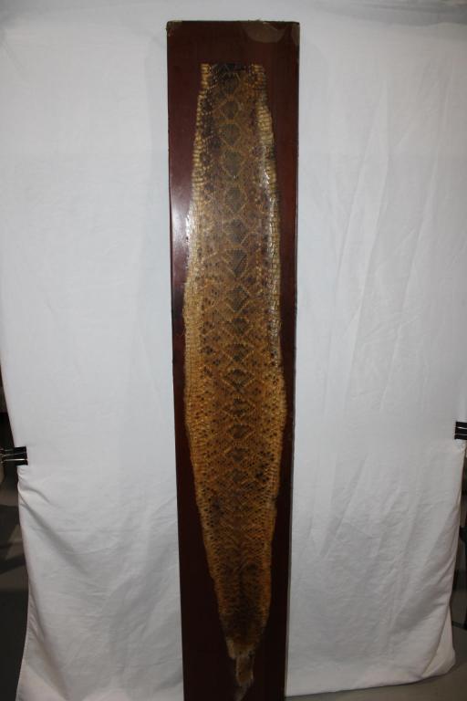 Rattlesnake Skin Mount - Heart - Female: board measures about 72 1/2 inches tall