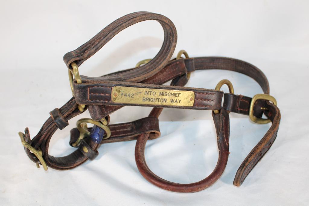 #442 Into Mischief Brighton Way Horse Halter (1 of 2)