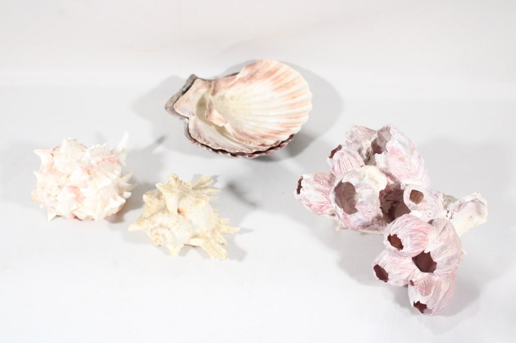 Large lot of various sea shells (1 of 2)