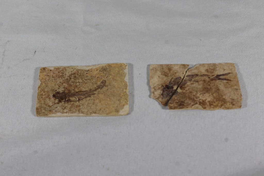 Lot of 2 Fossils: One is broken, good as overall pictured. AS IS