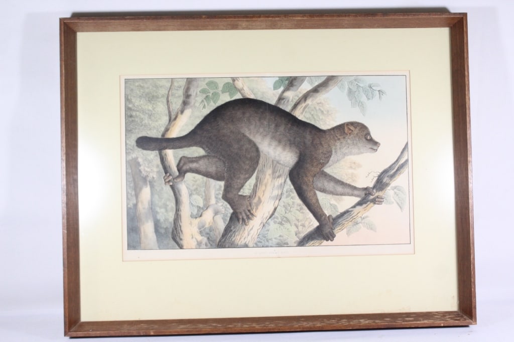 Print of Sloth De Aposo Stenops Potto: measures about 26 x 20 inches; Proceeds from this lot benefit the Pride Community Center of North Central Florida
