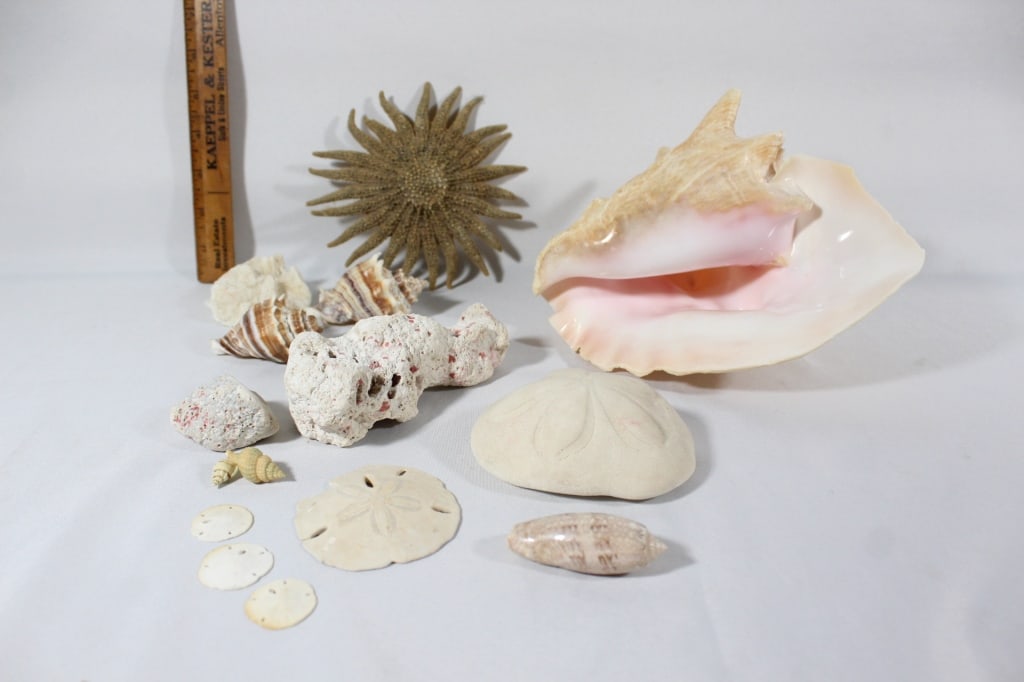 Assorted Sea Shells - Conch Shell etc. (1 of 6)