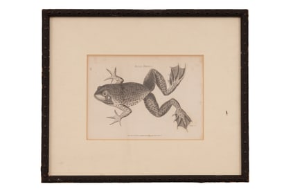 Bull Frog