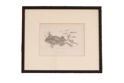 Merian Frog