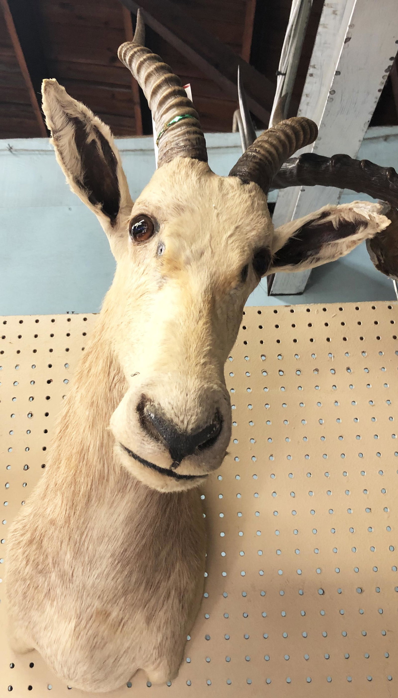 Puku? Taxidermy Trophy Mount.: Measures 22 1/2" from the back of the Trophy to the Snout. Third-Party Shipping Required.