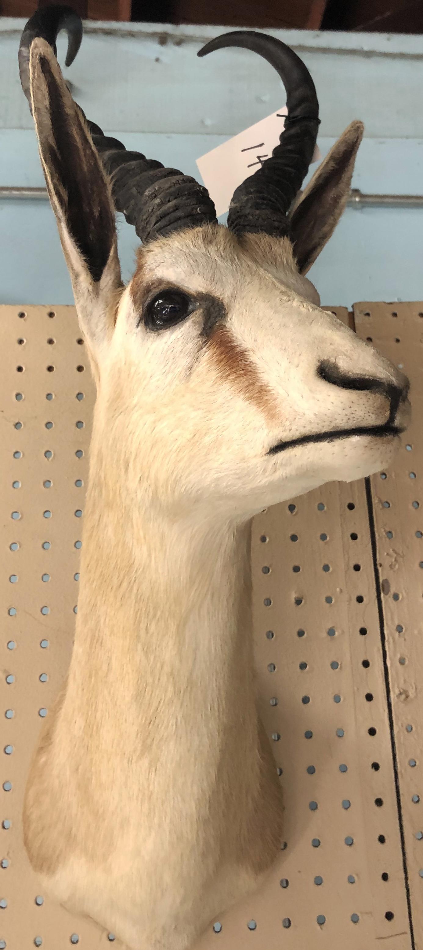Springbok Taxidermy Trophy Mount.: Measures 20" from the back of the Trophy to the Snout. Third-Party Shipping Required.