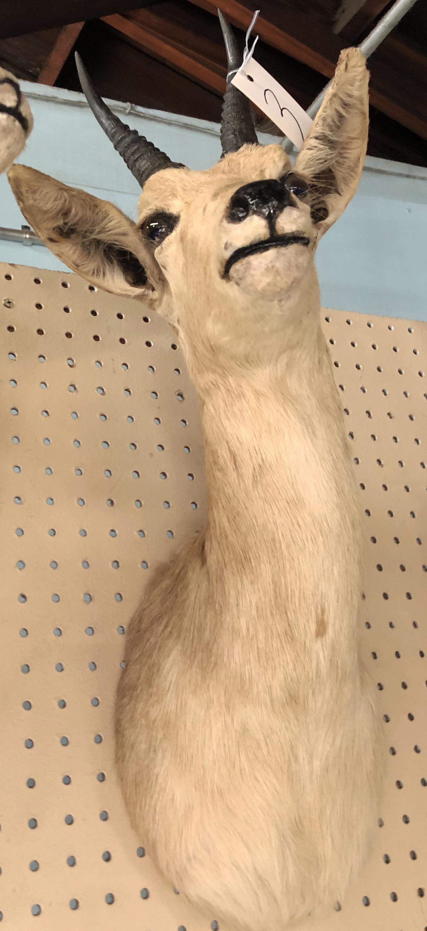 Reedbuck Trophy Mount.: Measures 20 1/2" from the back of the Trophy to the Snout. Third-Party Shipping Required.