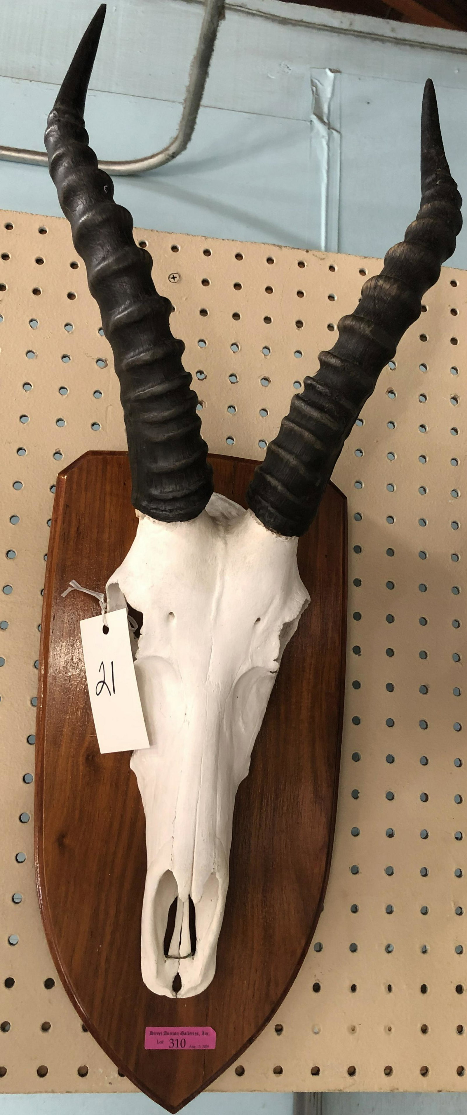 Blesbok Skull Trophy with Horns.: The Skull Measures 12" Long, and the Horns Measure 13" Long.