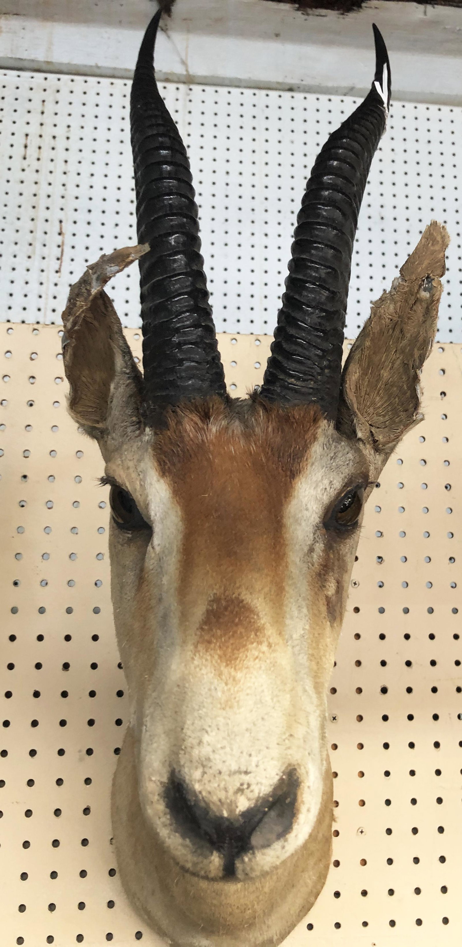 Grant's Gazelle Taxidermy Trophy Mount.: Measures 23" From the back of the Trophy to the Snout. Third-Party Shipping Required.