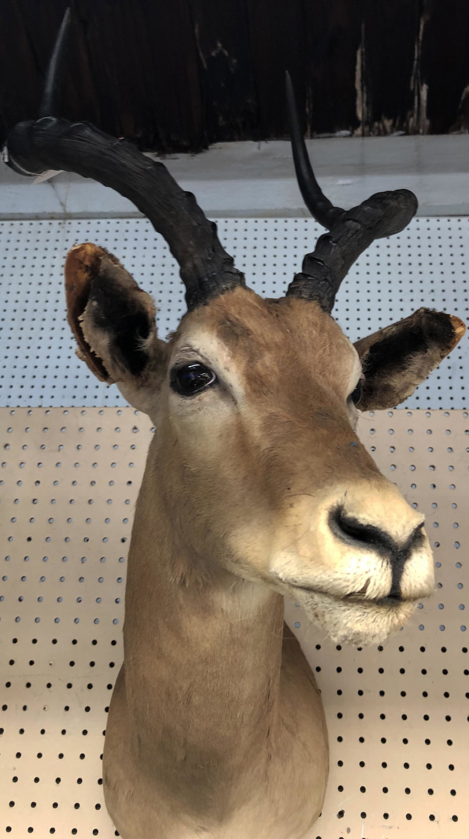 Impala Taxidermy Trophy Mount.: Measures 28" from the back of the Trophy to the Snout. Third-Party Shipping Required.