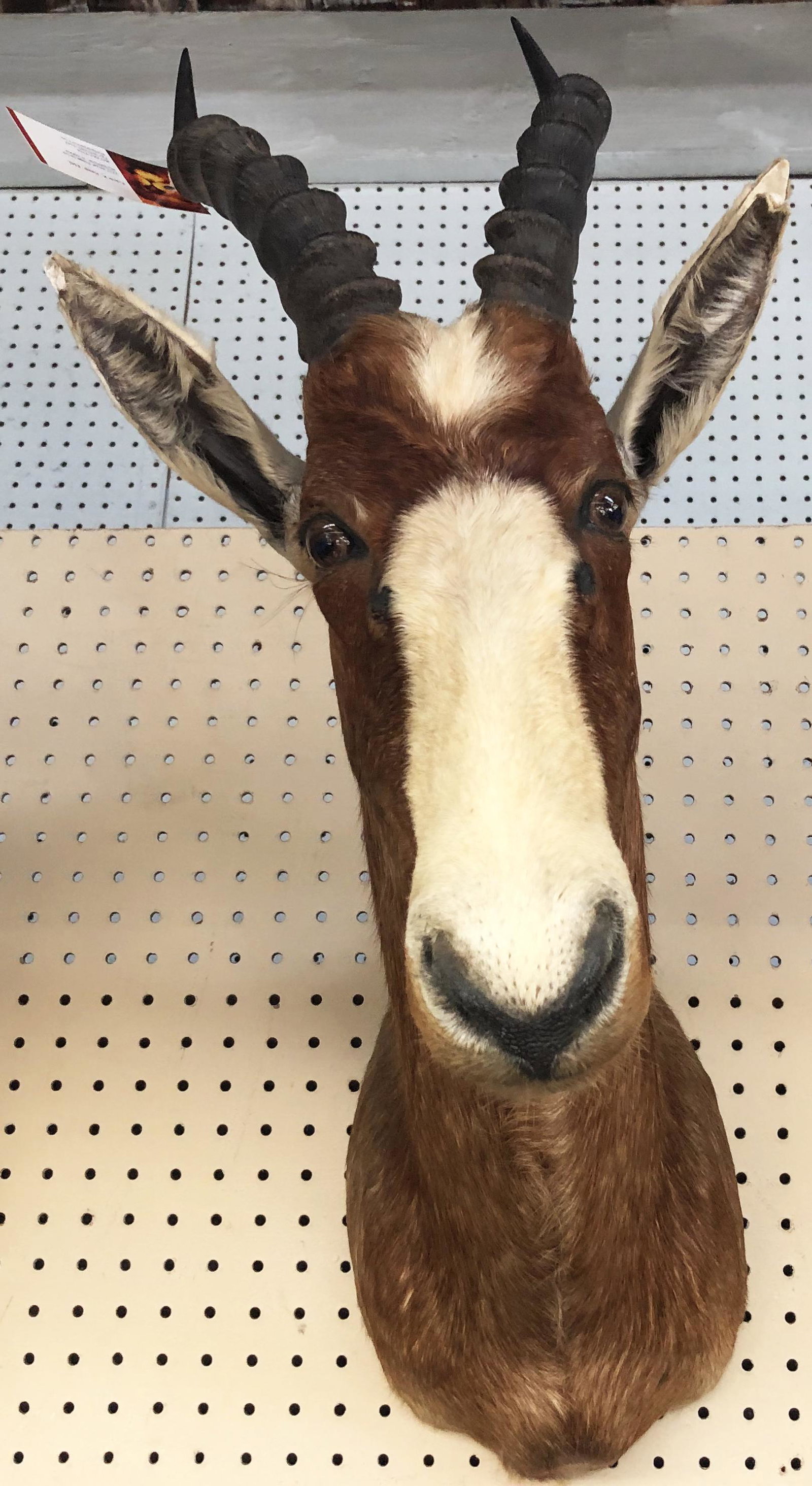 Blesbok Trophy Mount.: Measures 21" from the back of the Trophy to the Snout. Third-Party Shipping Required.